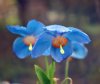 Meconopsis Mop-Head