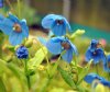 Meconopsis Mrs Jebb...