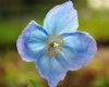 Meconopsis Pride of...