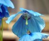 Show product details for Meconopsis Slieve Donard (AGM, FCC)