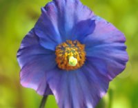 Blue and purple poppy like flowers