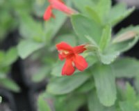 Orange-red tubular flowers over greyish green foliage.