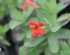 Mimulus eastwoodiae