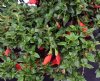 Show product details for Mitraria coccinea