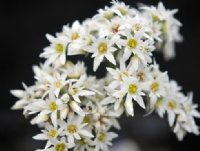 Glistening pure white flowers