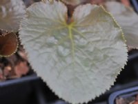 Bronzey rounded young leaves