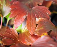 Red autmn foliage