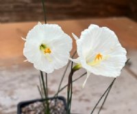 Nice creamy white trumpet shaped flowers