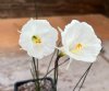 Narcissus Arctic Bells