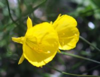 Big golden yellow flowers