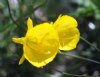 Show product details for Narcissus bulbocodium obesus Lee Martin Form