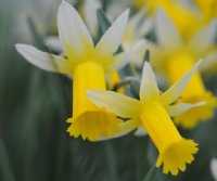 Yellow tubular flowers with white petals