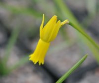 Narrow yellow tubular flowers with reflexing petals