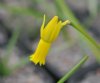 Narcissus cyclamineus