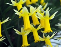 Bright golden yellow trumpets