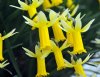 Show product details for Narcissus cyclamineus x Bowles Early Sulphur
