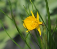 Golden yellow trumpets in early spring.