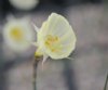 Show product details for Narcissus bulbocodium Spoirot