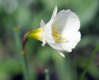 Clean white trumpet like flowers