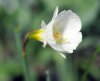 Show product details for Narcissus bulbocodium White Petticoat