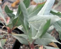 Bright silvery lanceolate foliage.