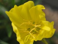 Big canary yellow flowers