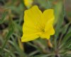 Show product details for Oenothera Silver Wings