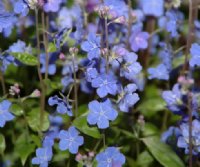 Masses of mid blue flowers in early summer.