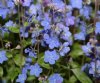 Show product details for Omphalodes cappadocica Cherry Ingram