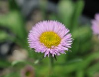 purple flowers with a yellow eye