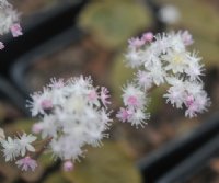 White frothy flowers with a hint of pink