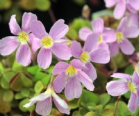 Nice mid pink flowers over fresh green foliage