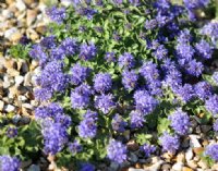 rich blue pom pom like flowers in mid summer.