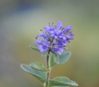 rich blue pom pom like flowers in mid summer.