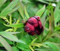 Rich red flowers from deep red buds.