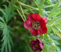 Rich red flowers on a sturdy plant.