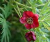 Show product details for Paeonia delavayi