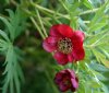 Paeonia delavayi