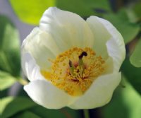 Creamy white flowers and typical Paonia foliage.