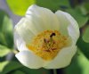 Show product details for Paeonia japonica