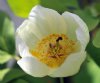 Paeonia japonica