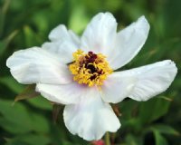 Big white flowers with a red eye.