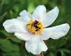 Show product details for Paeonia ostii Feng Dan Bai