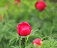 Crimson red globe like flowers