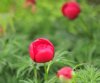 Paeonia tenuifolia