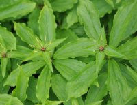 Green flowers above fresh green foliage