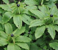 Green flowers above fresh green foliage