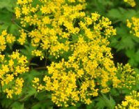 Bright yellow flowers in flattened heads