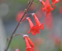 Orange red tubular flowers