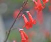 Show product details for Penstemon alamosensis